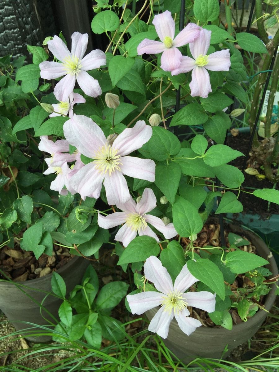 今日の花