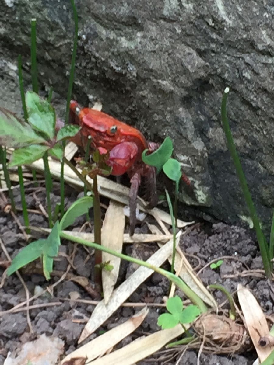 リュウゼツランに遭遇…