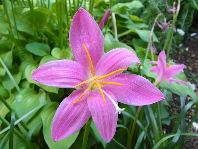 ピンクの夏の花