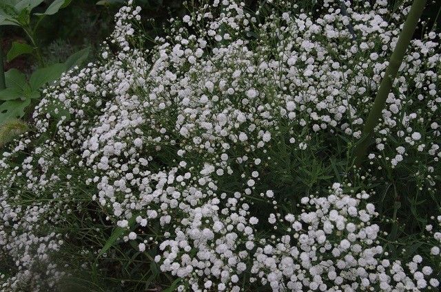 色々な花たち