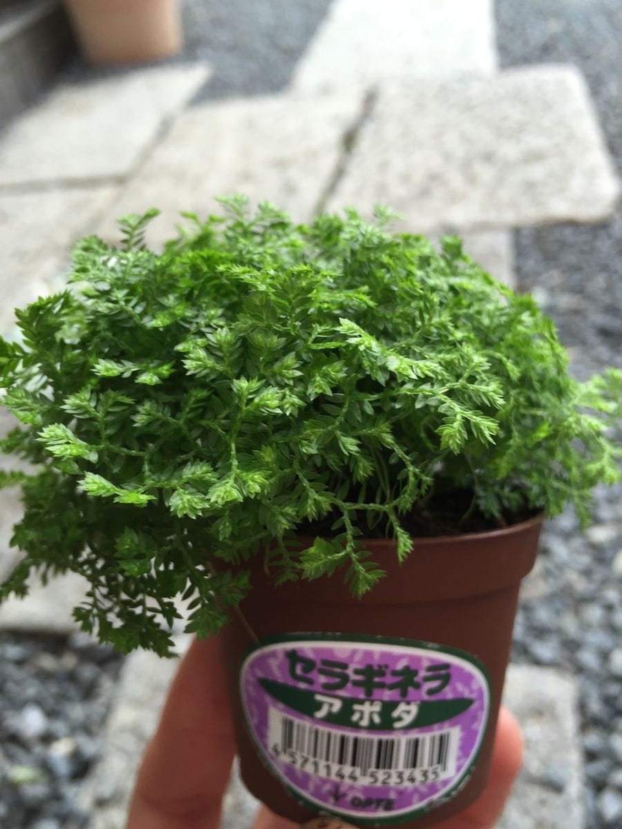 観葉植物を買ってきました