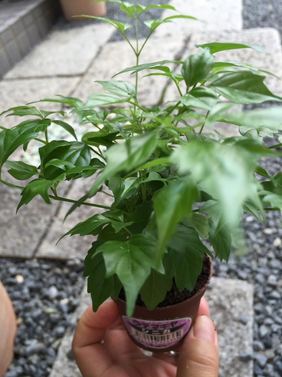 観葉植物を買ってきました