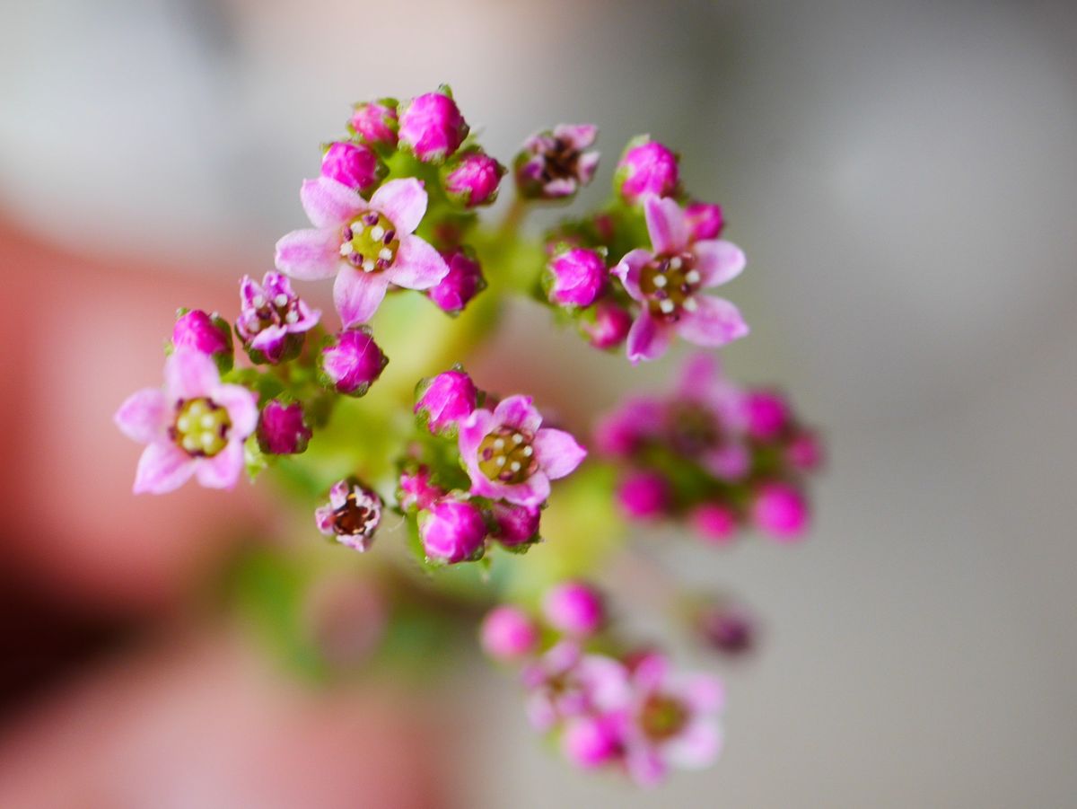 ツクバネの開花