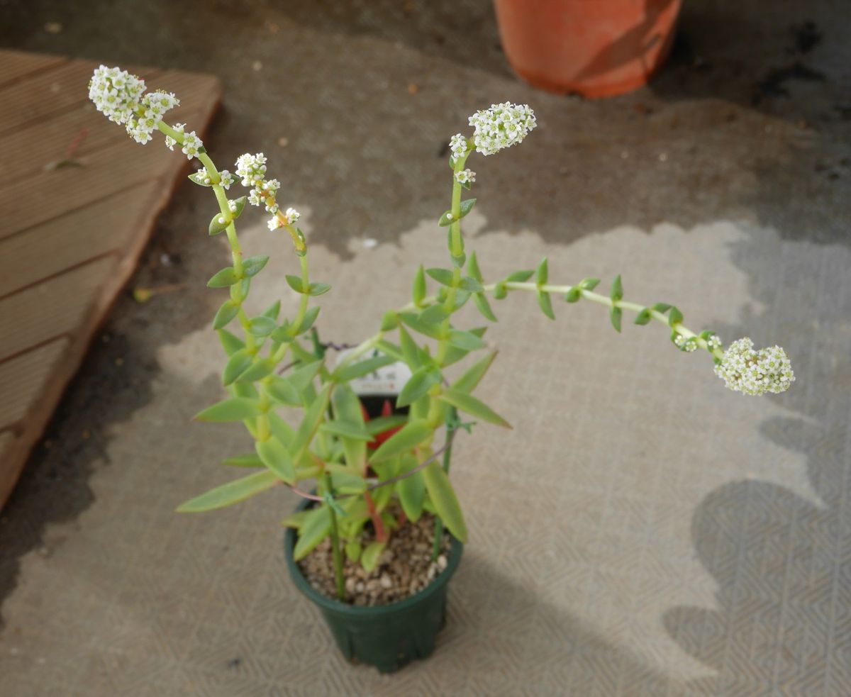 ツクバネの開花