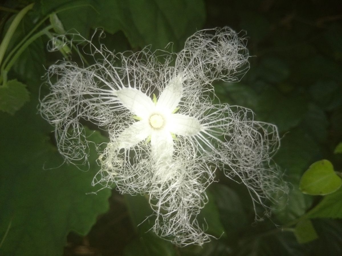 なんなんだ  この花は❗