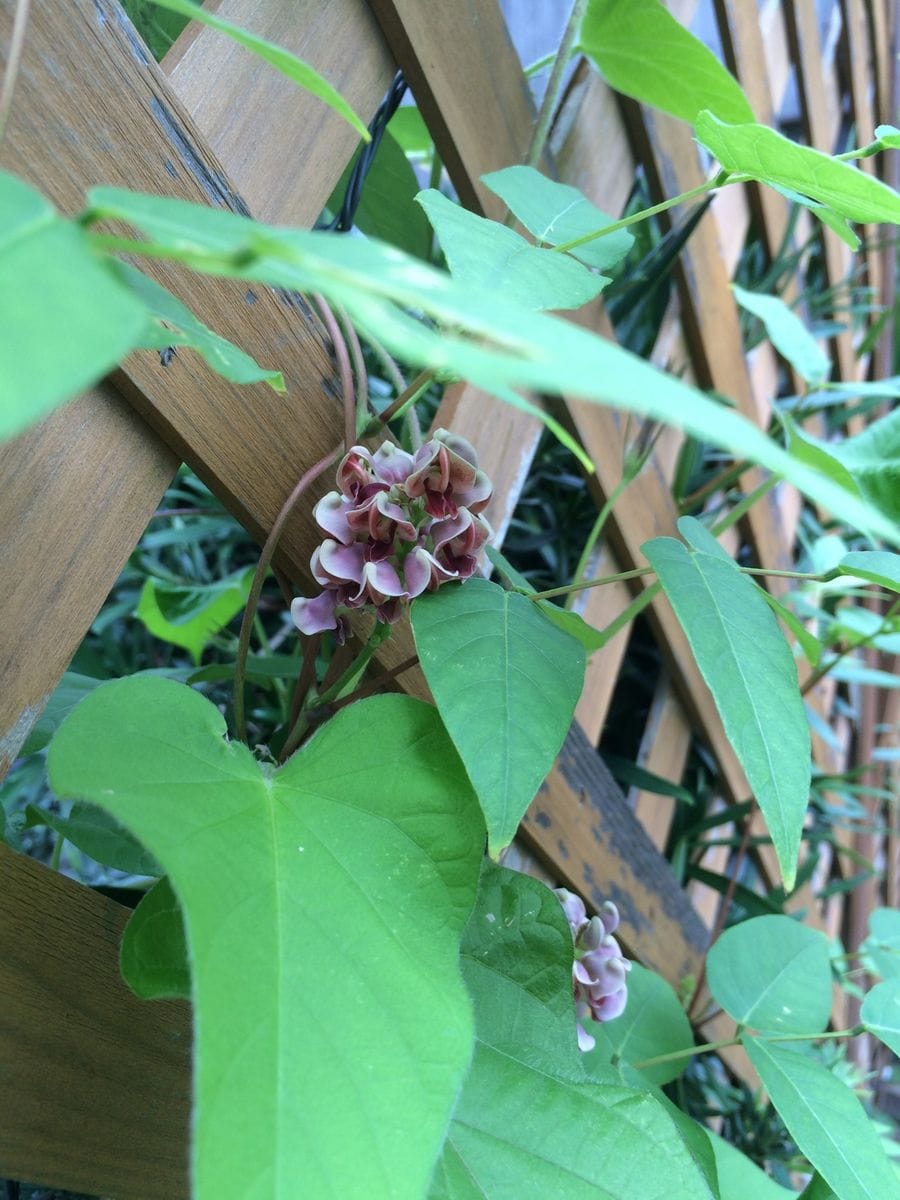 アピオスの花の見納め