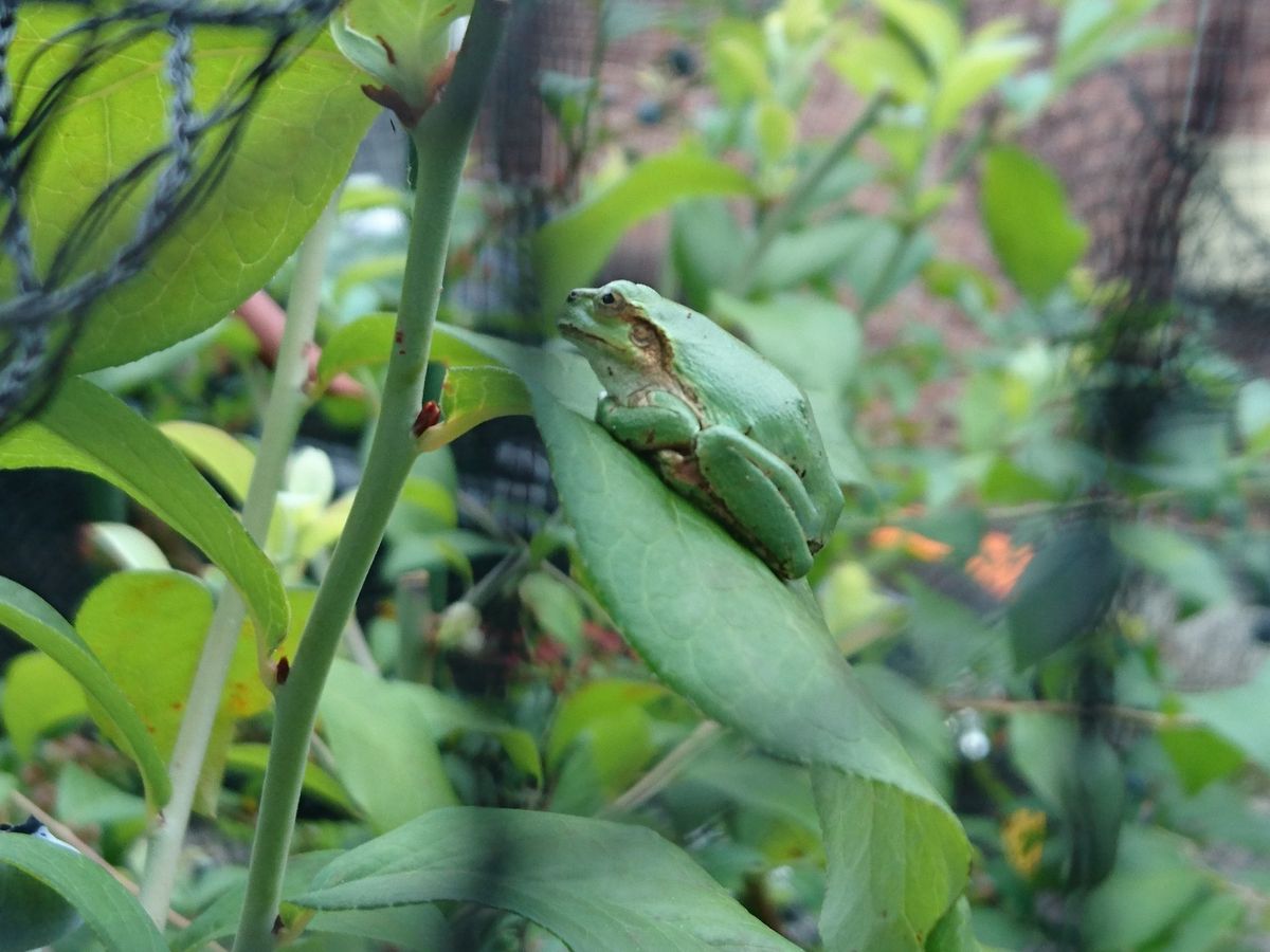 🐸カエルちゃんがわんさか！