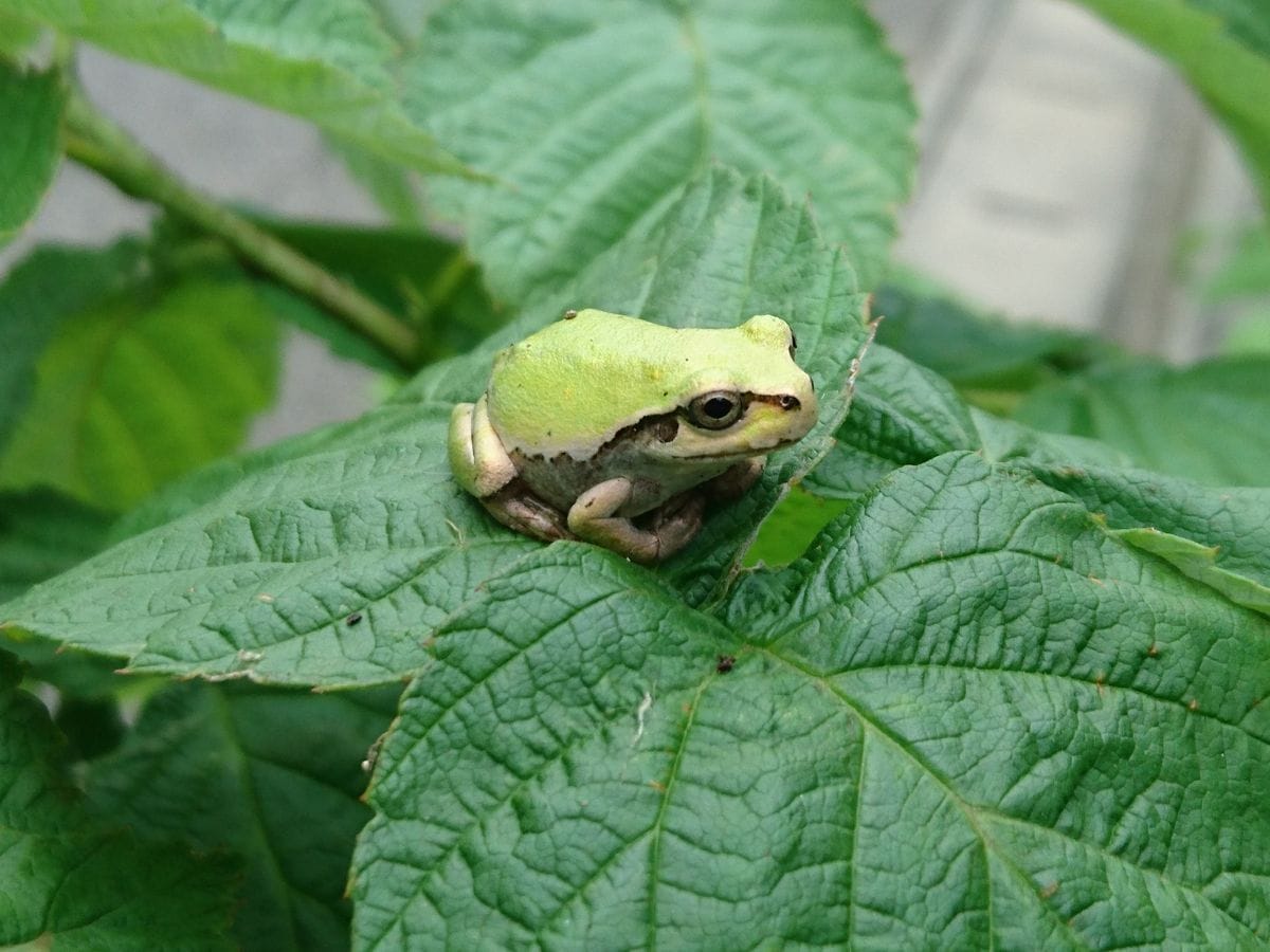 🐸カエルちゃんがわんさか！