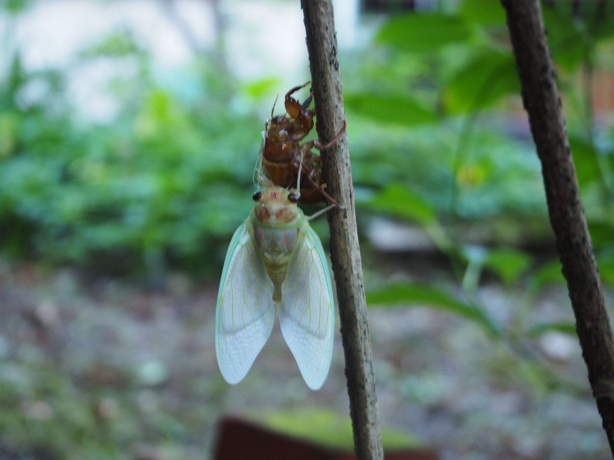 いろんな生き物