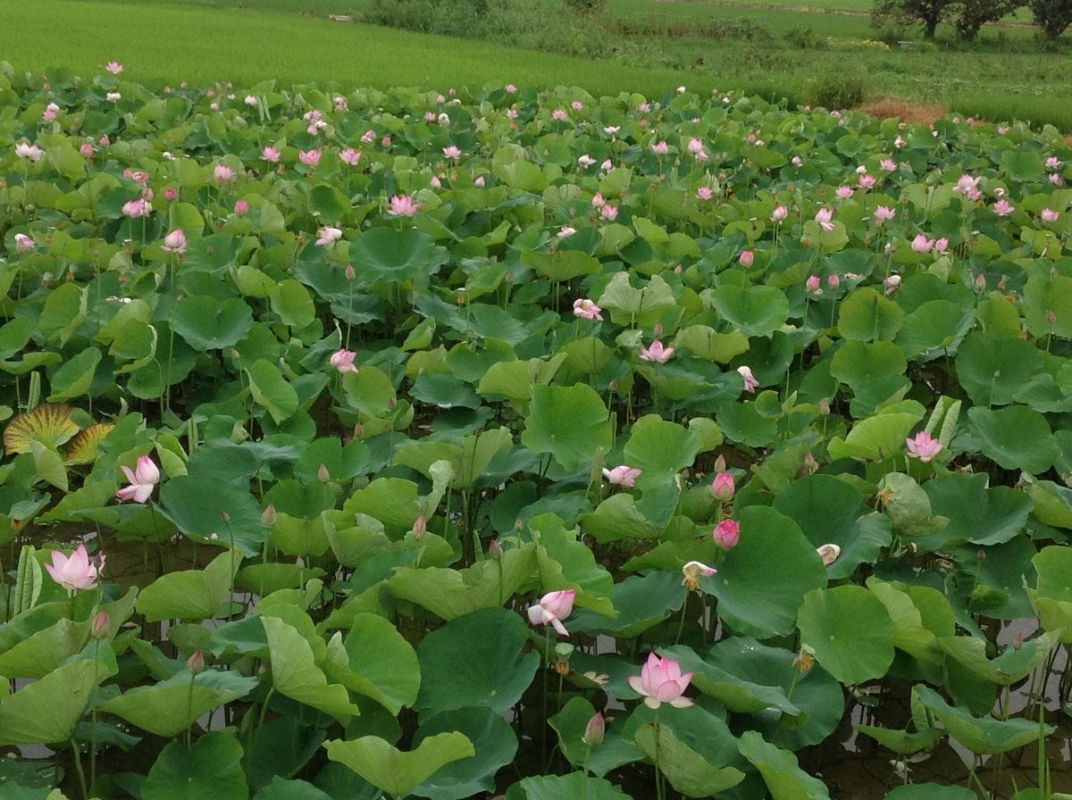 蓮の花が満開