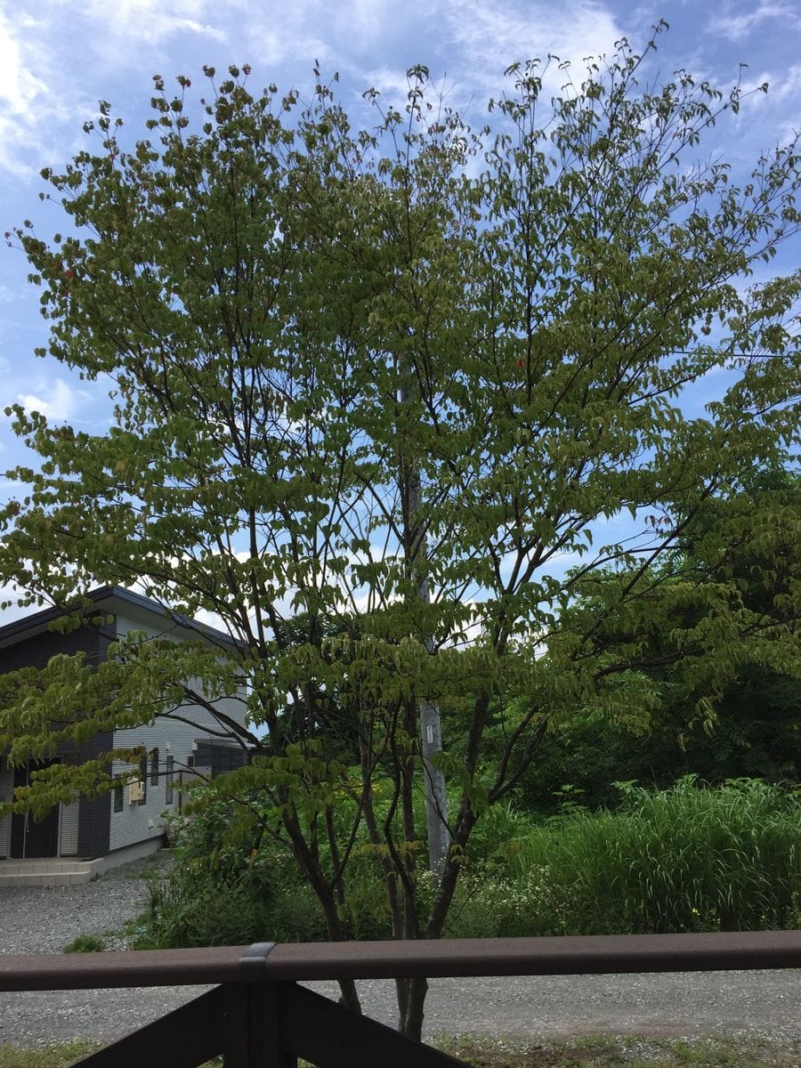 八ヶ岳中央高原 原村移住の友人宅訪問なう( ^ω^ )