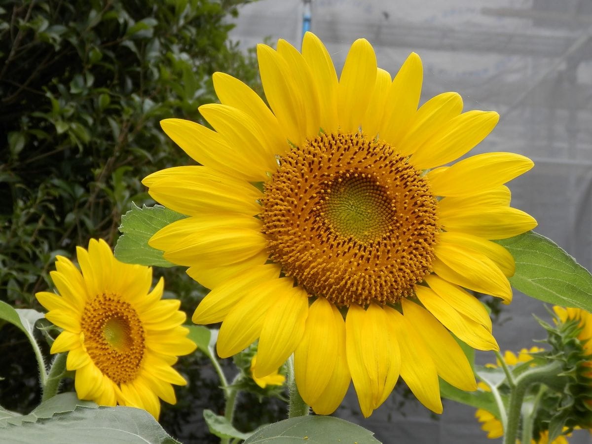 ひまわりの花が咲きました！！