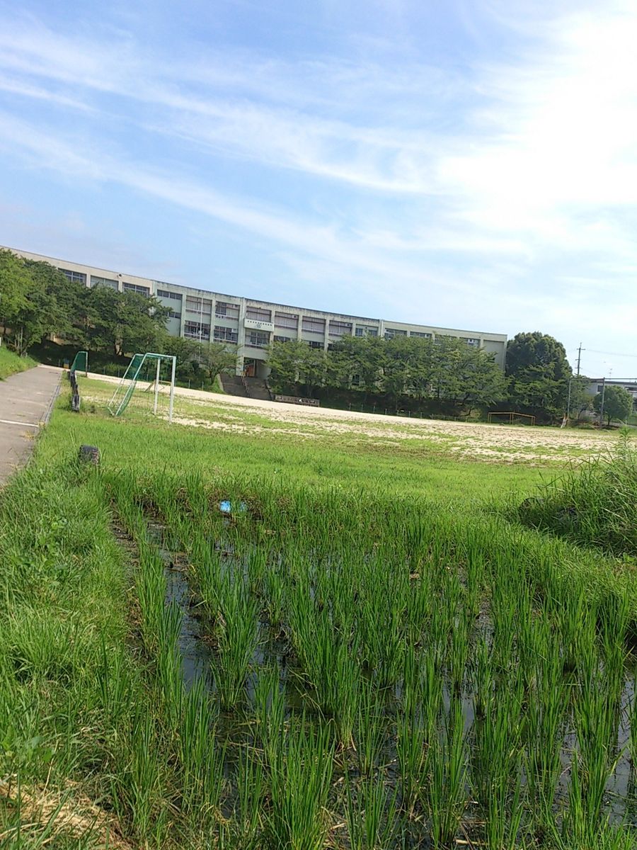 地域小学校の田んぼ