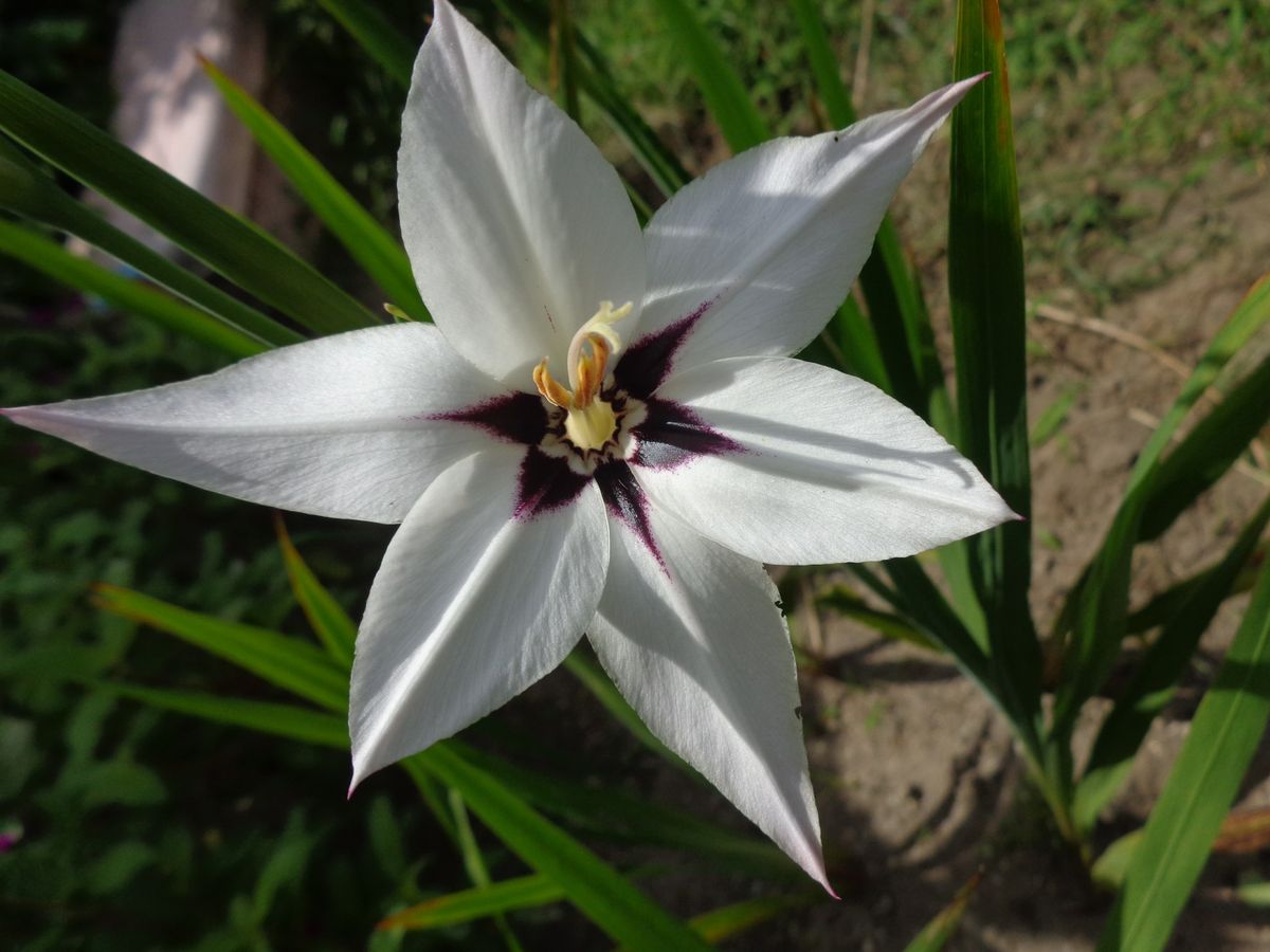 アシダンセラ開花！メキシコひまわりも🌻