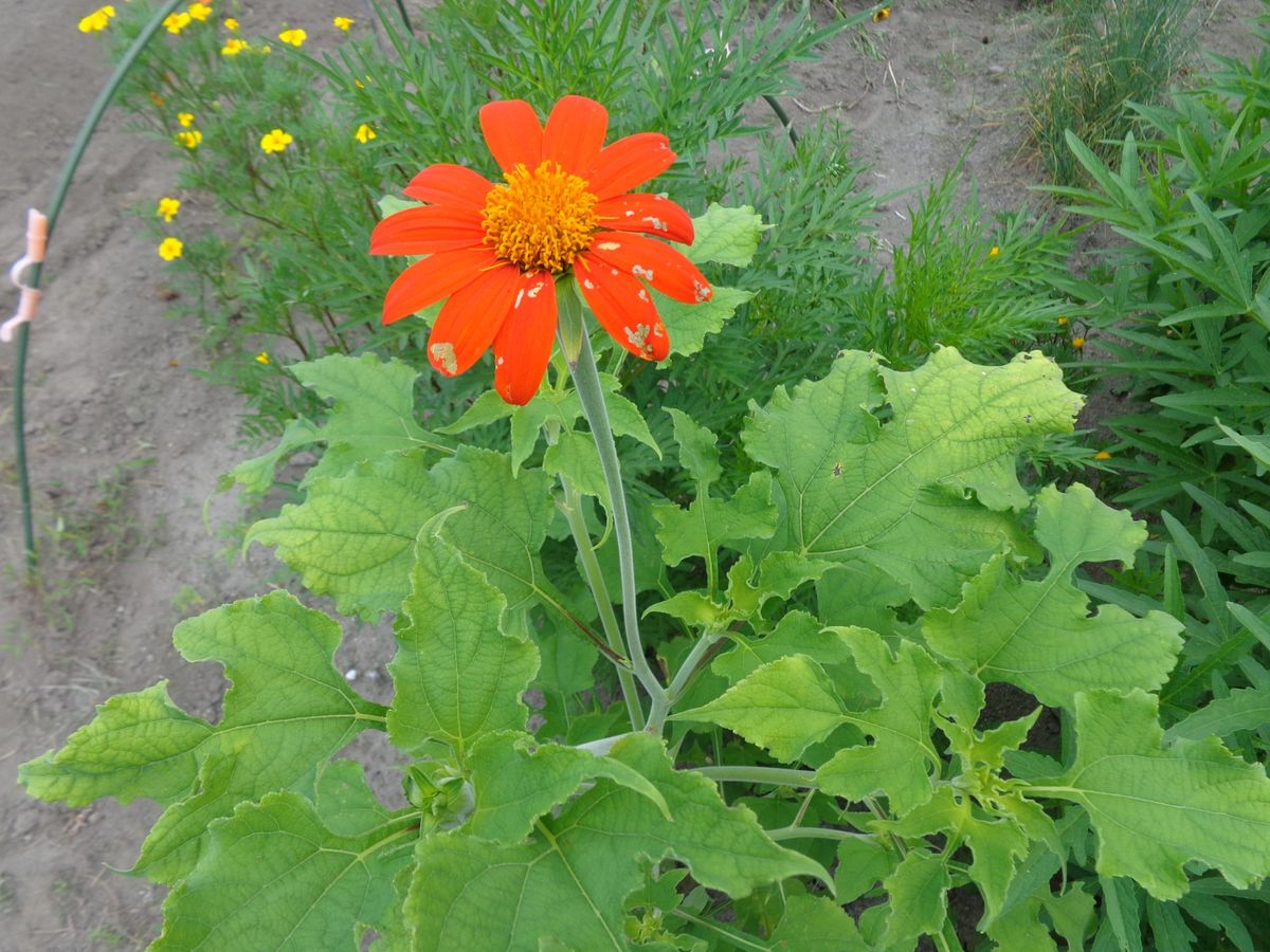 アシダンセラ開花！メキシコひまわりも🌻