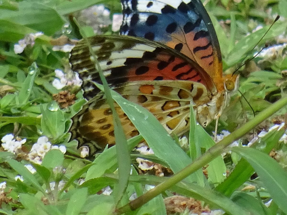 気を付けてね！　ツマグロヒョウモン