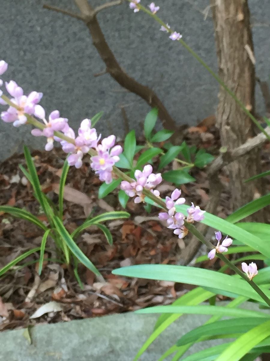 ヤブランの花🌸🌸と空の景色🌻