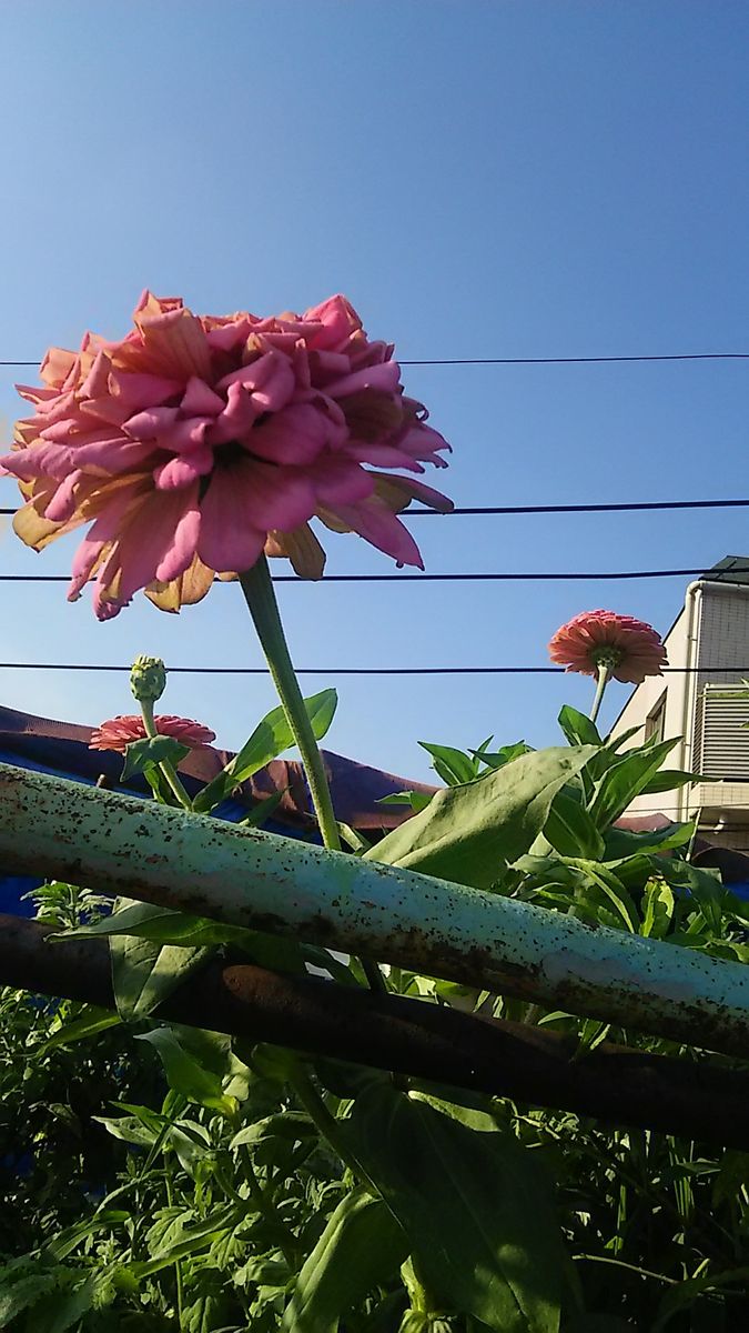 百日草の収穫は明日です。