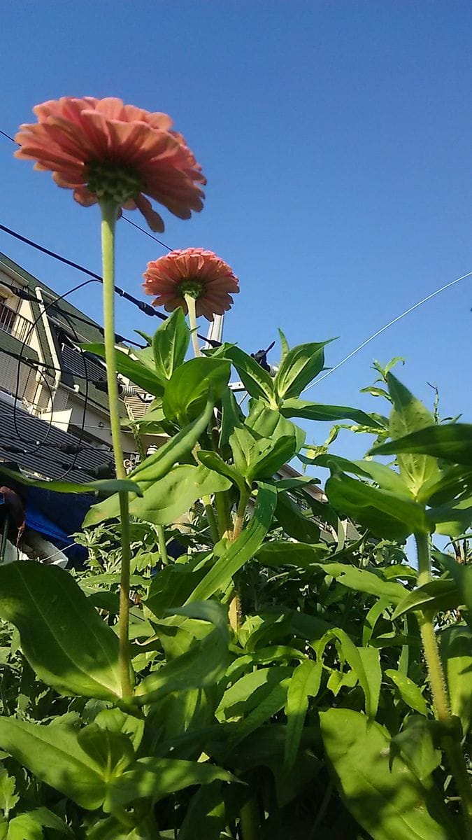 百日草の収穫は明日です。