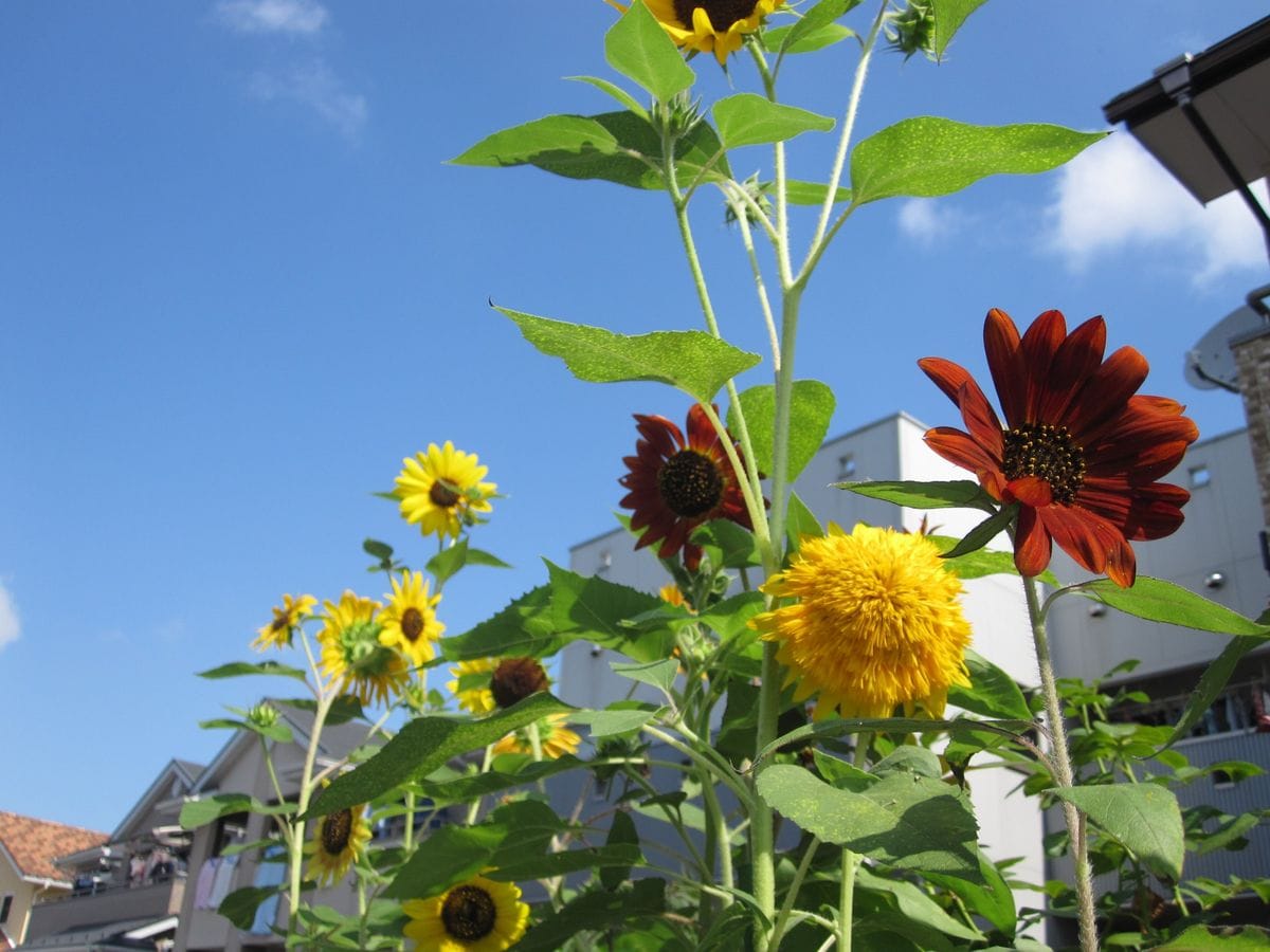 夏の花（ひまわり・グラジオラス）