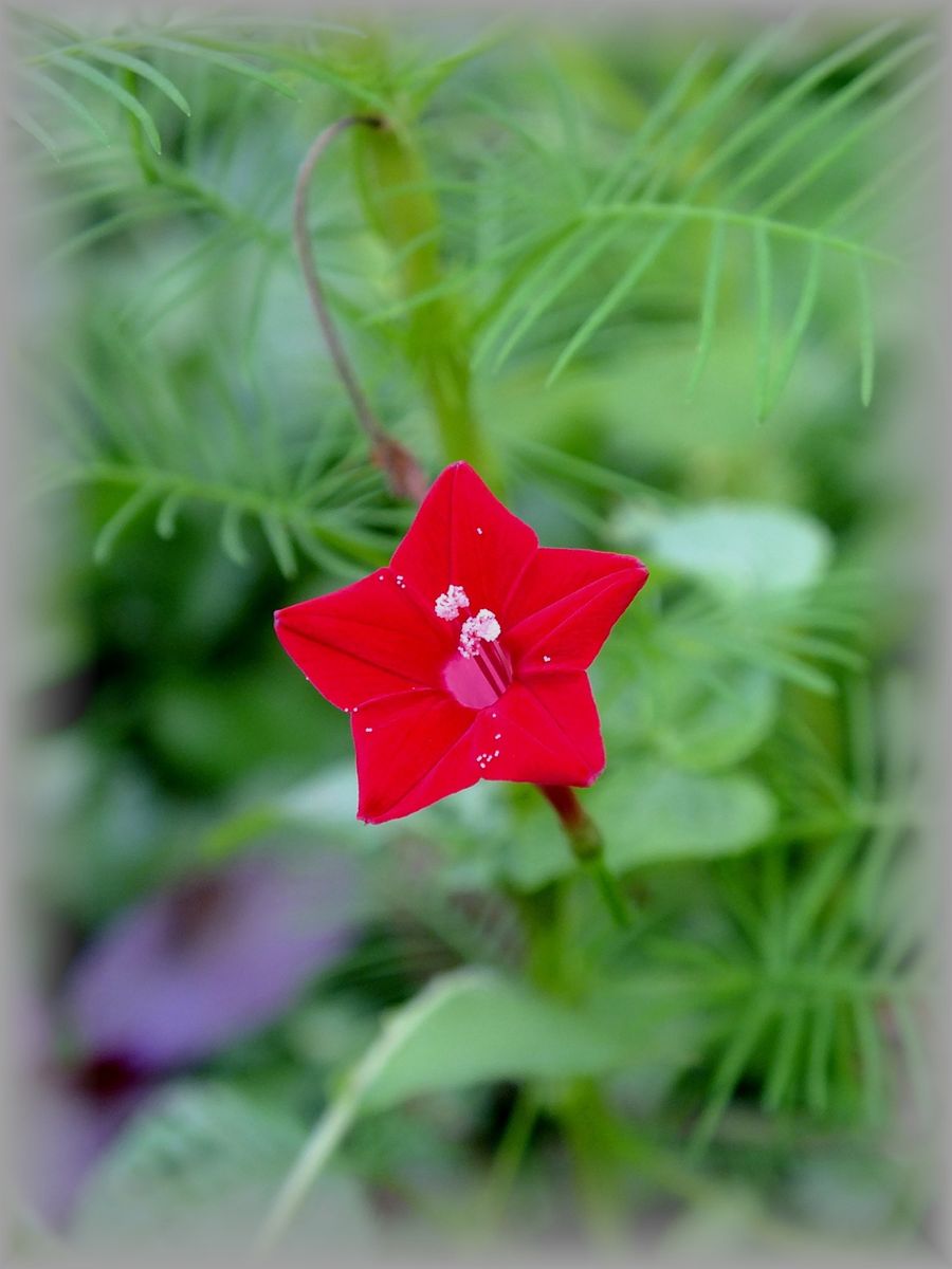 待ちに待った花が咲きました