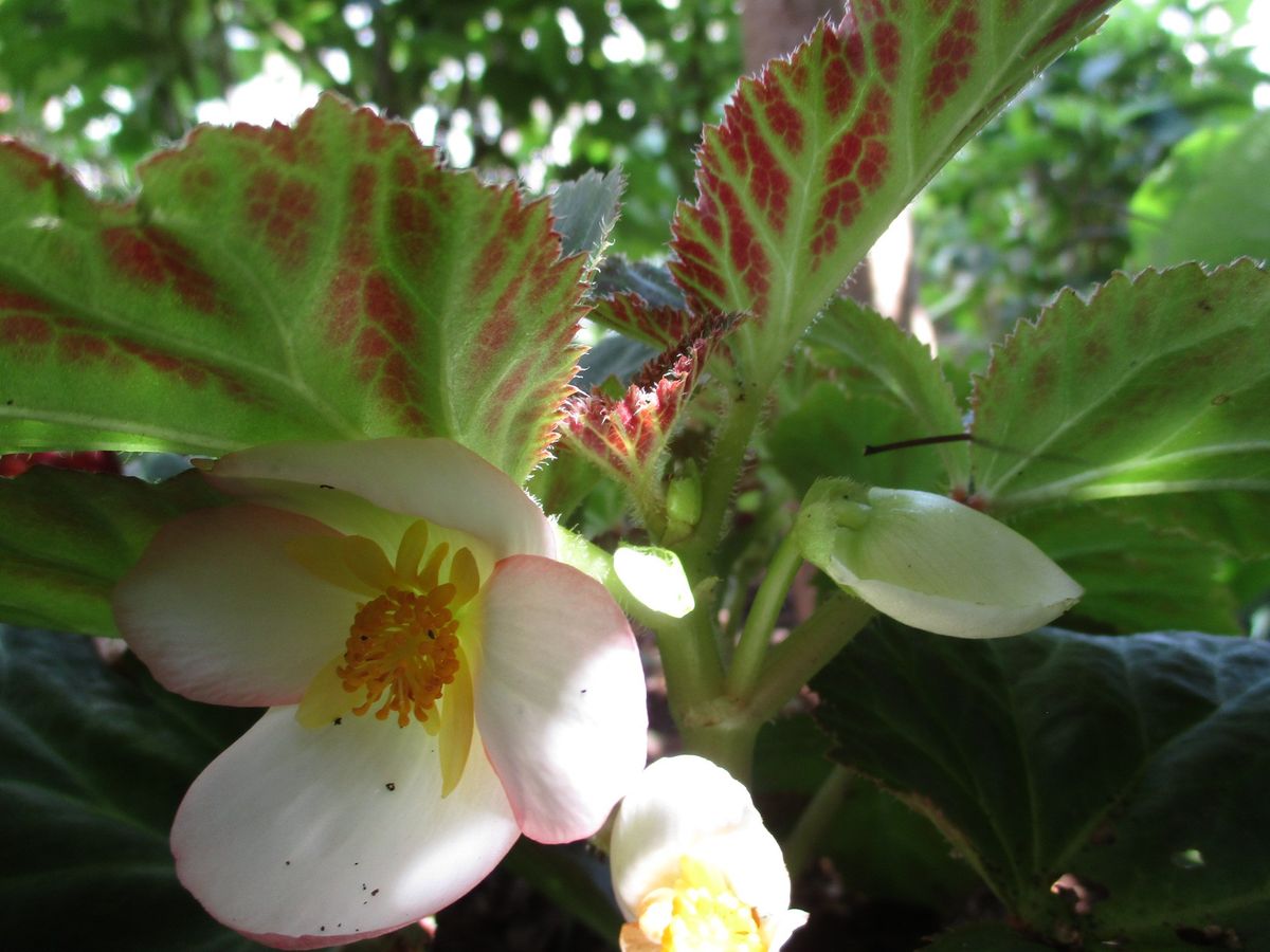 庭の隅っこで咲いてるお花と真ん中で咲いてるお花