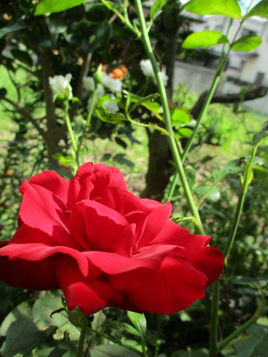 庭の隅っこで咲いてるお花と真ん中で咲いてるお花