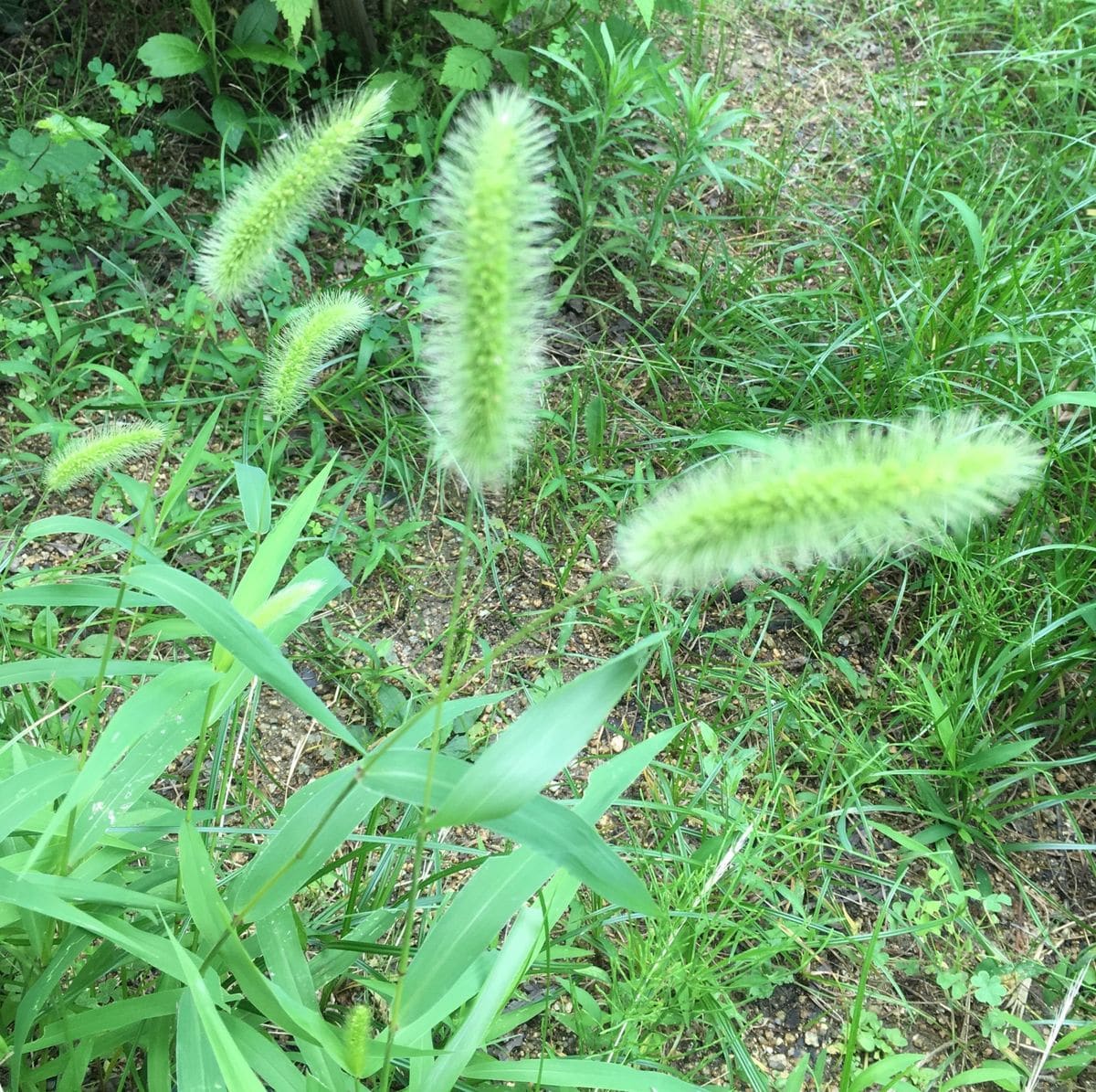 荒地で○○ゲットだぜ ①（虫の話あり）