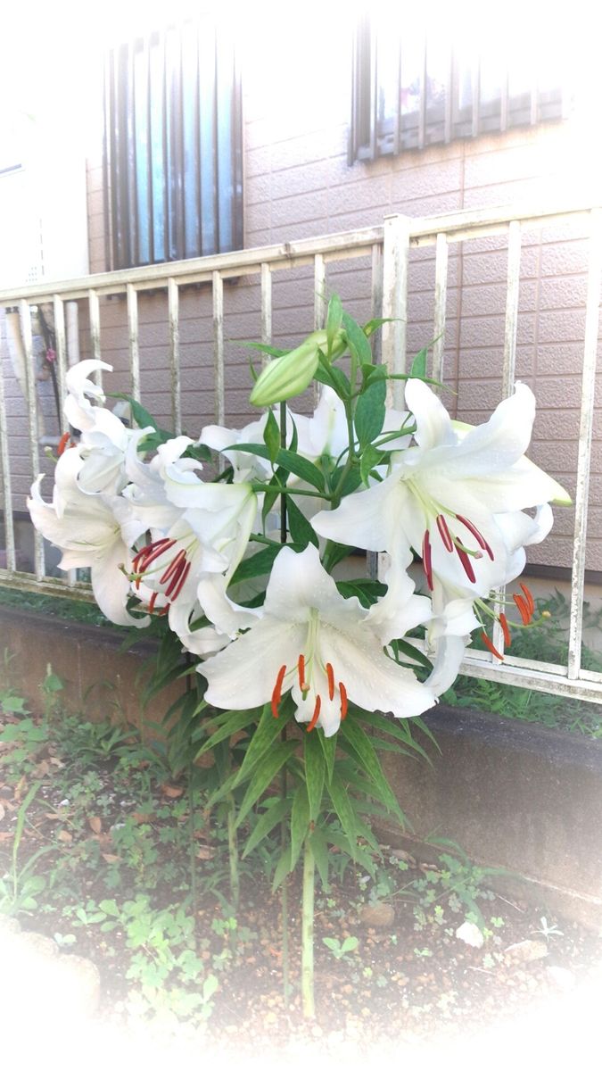 今朝の花