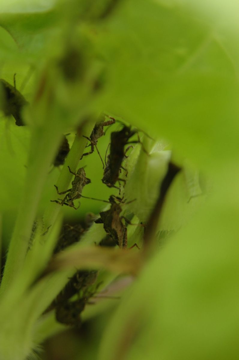 お知恵拝借（虫あり）