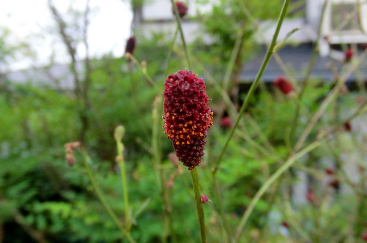 ドライになる花