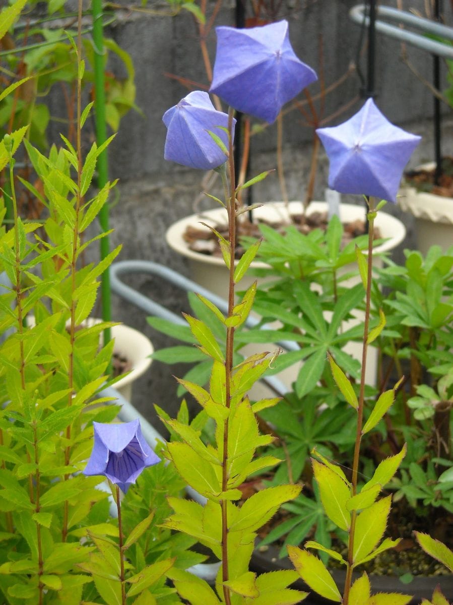 7/24〜7/30のお花　いろいろ。