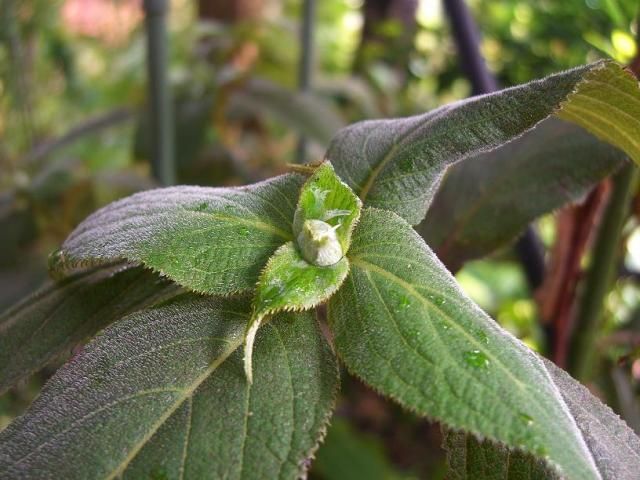 13＆14番目の開花…ムクゲ2種