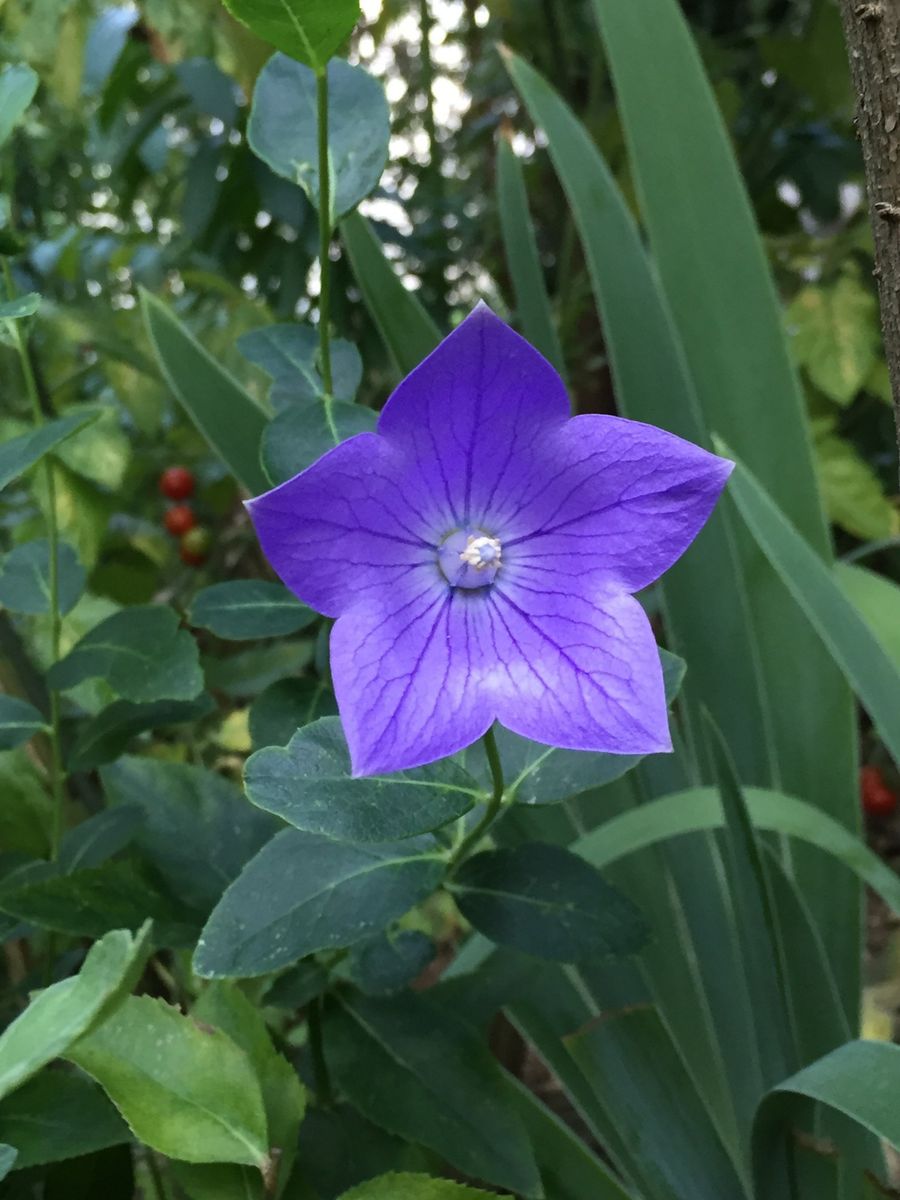 一輪の桔梗の花🌸🌻