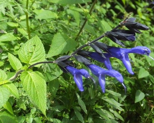 ハーブはいっぱいでしたが、お花が・・・。