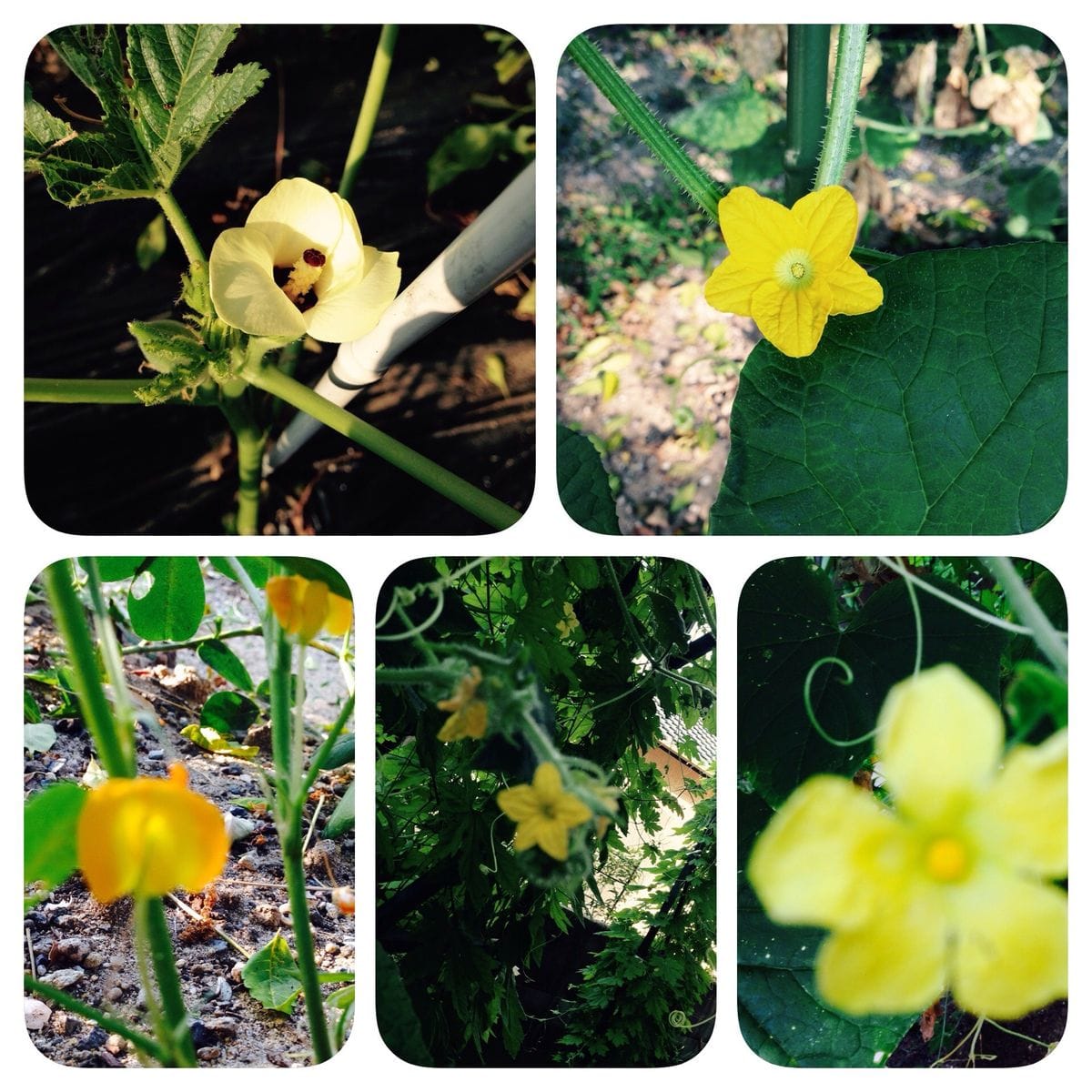 庭の黄色の花の野菜たち＊