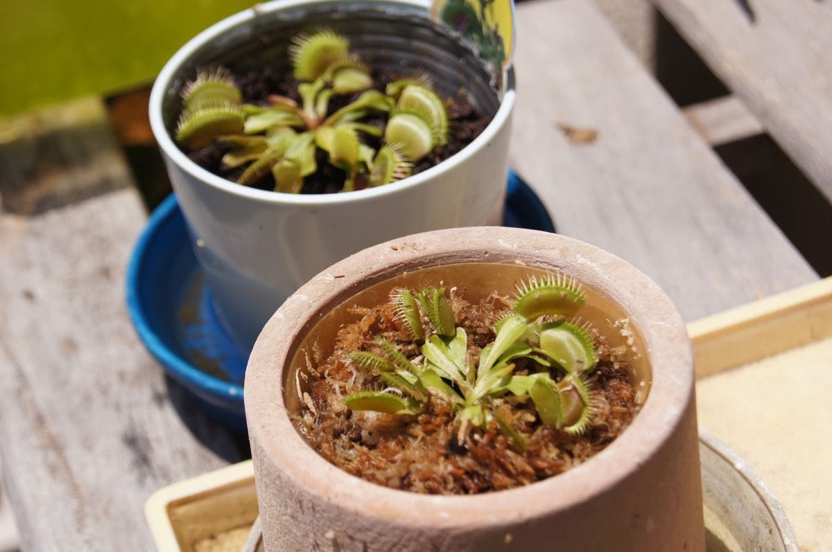 食虫植物が仲間入り！