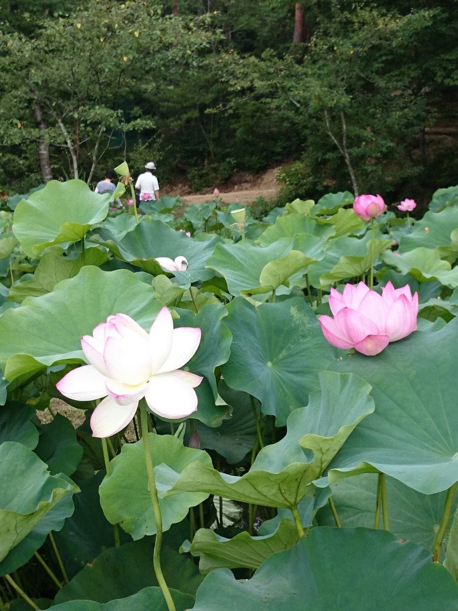 蓮の花が見上げなくても見れまーす！