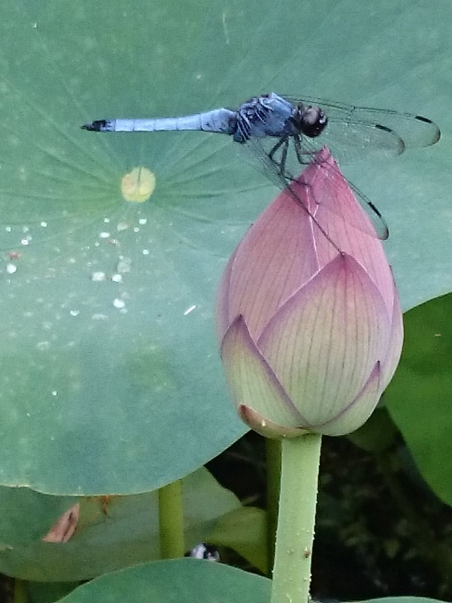 蓮の花が見上げなくても見れまーす！