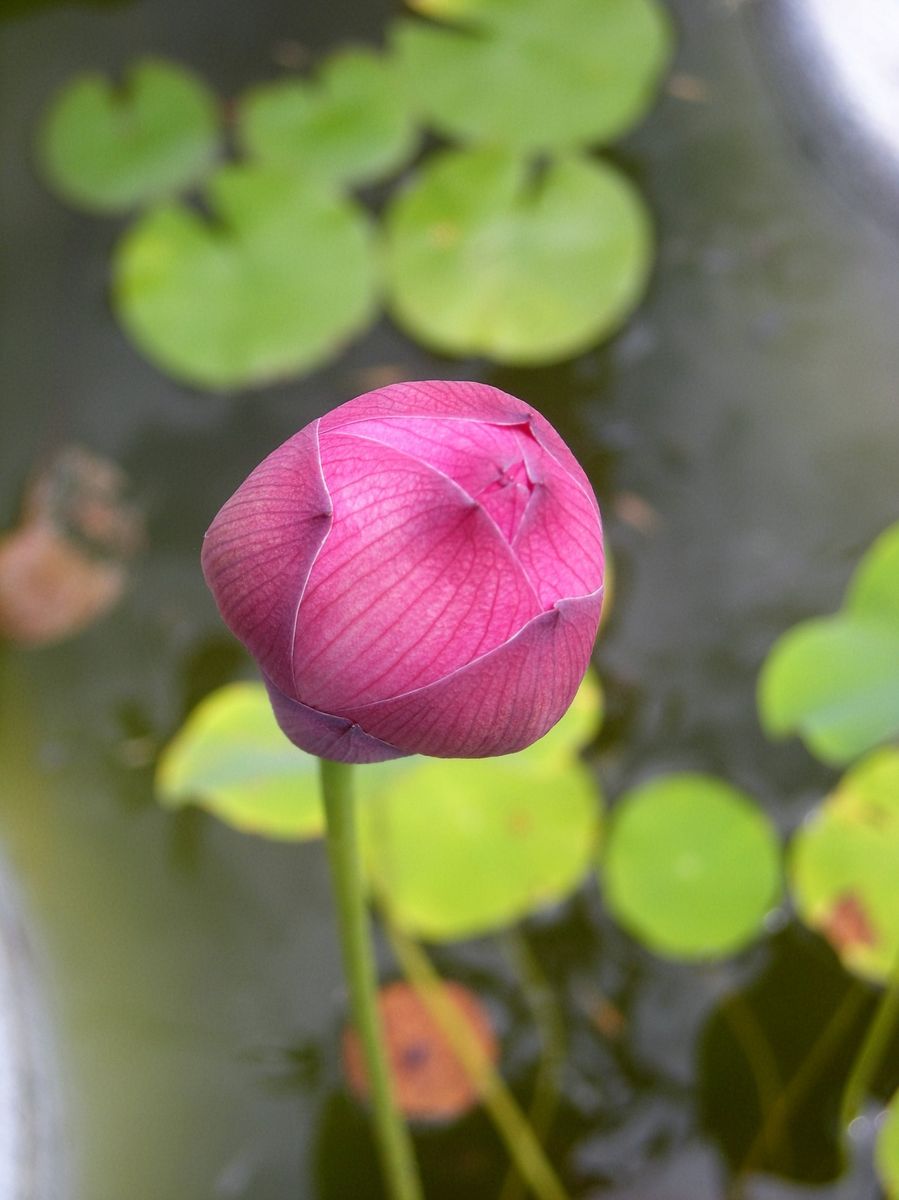 蓮・睡蓮・薔薇