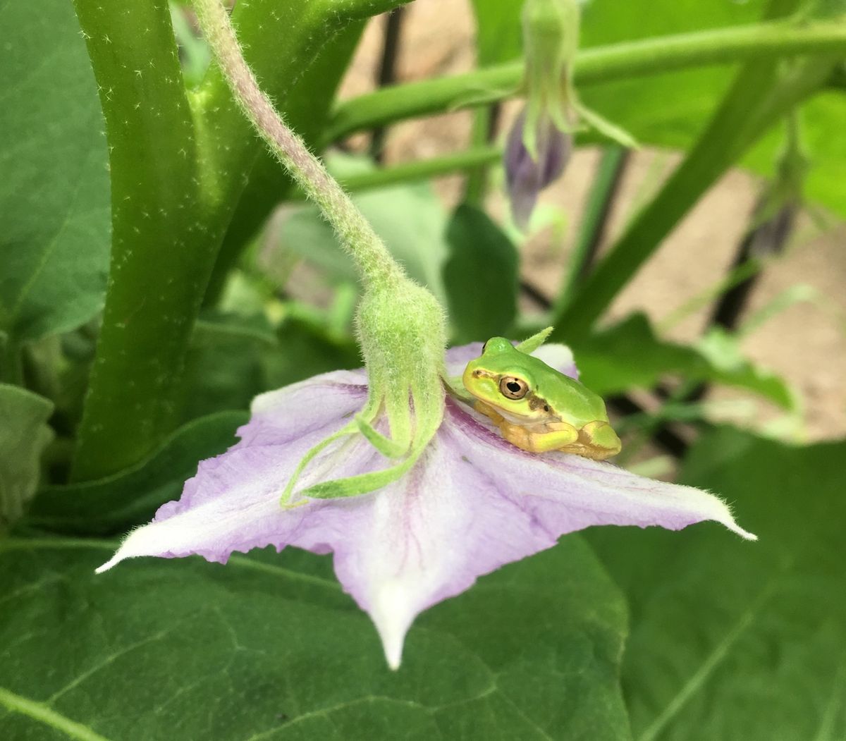 空飛ぶナスの花