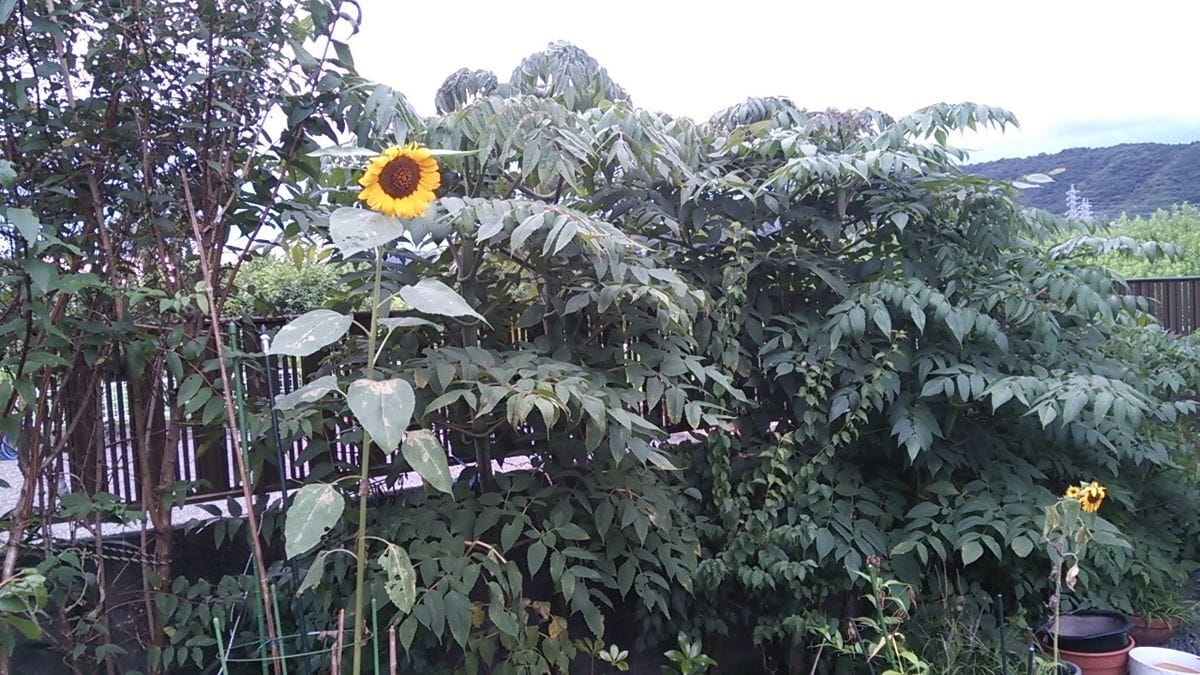 開花難しグラジオラス