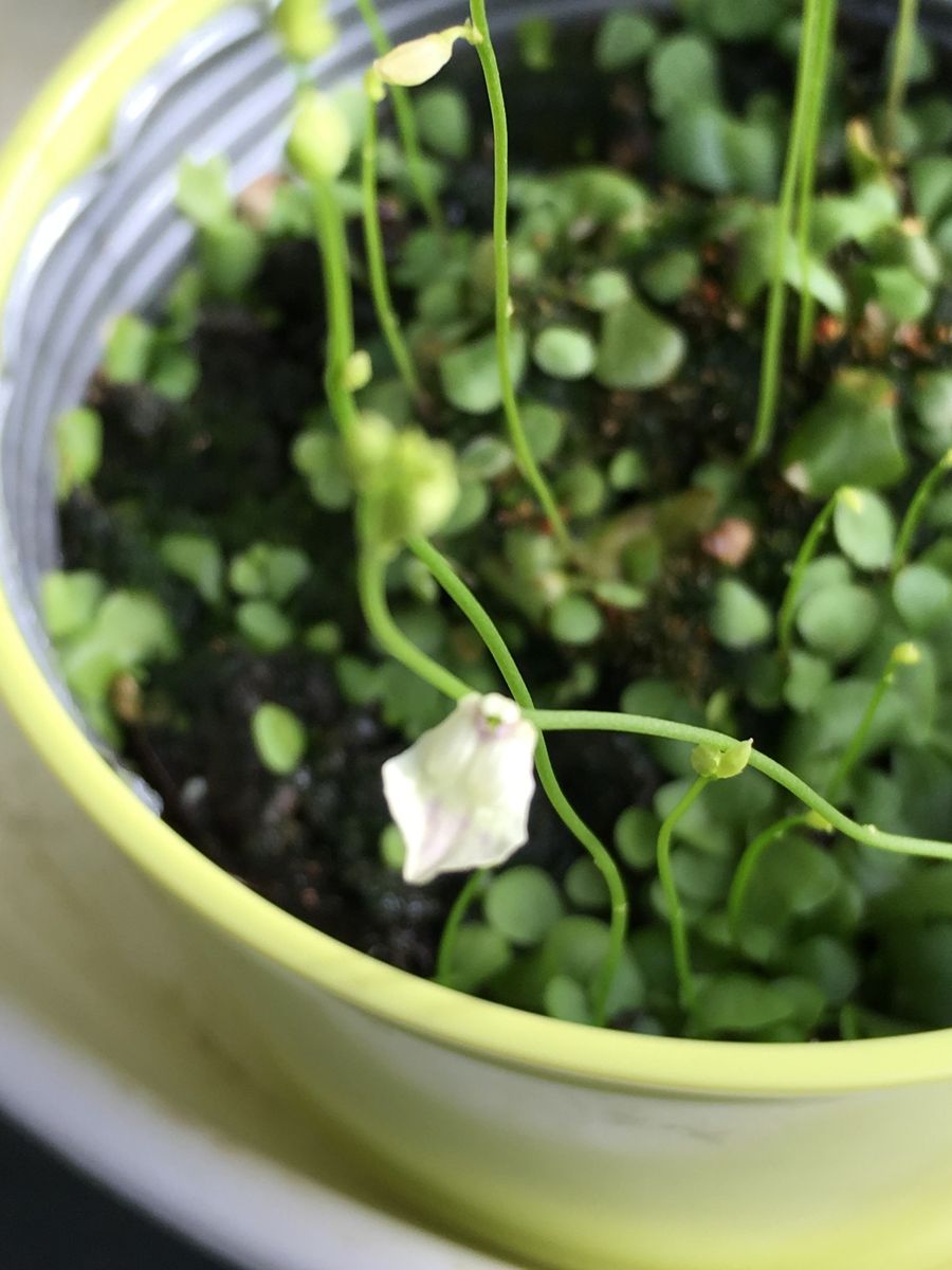 ミミカキグサ  🌿👂