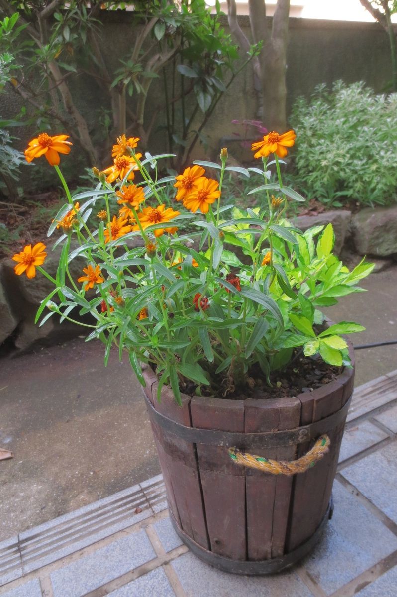 今日の鉢植えの花