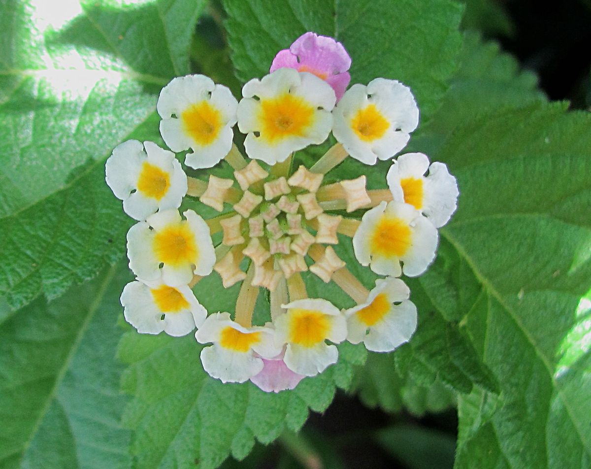 庭の花