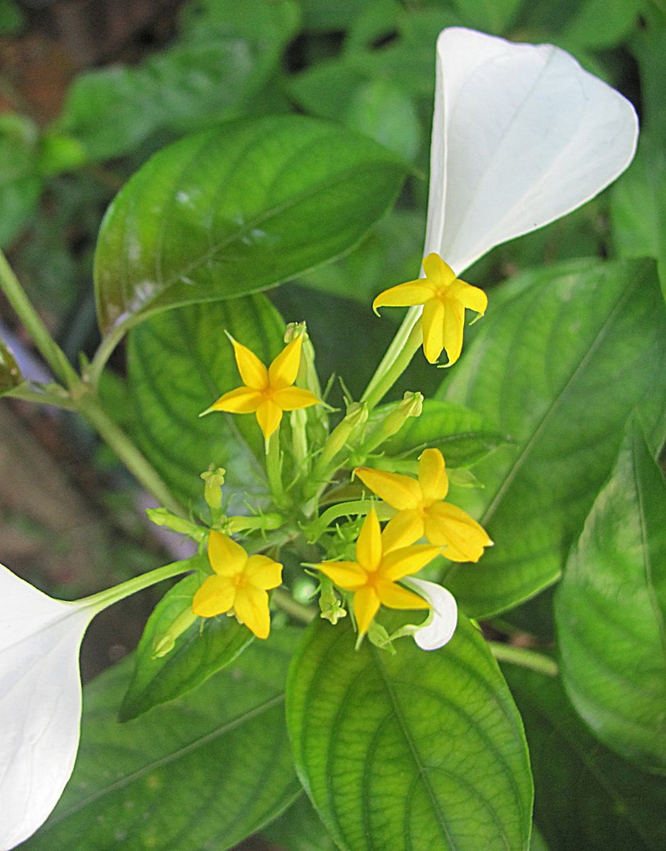 庭の花