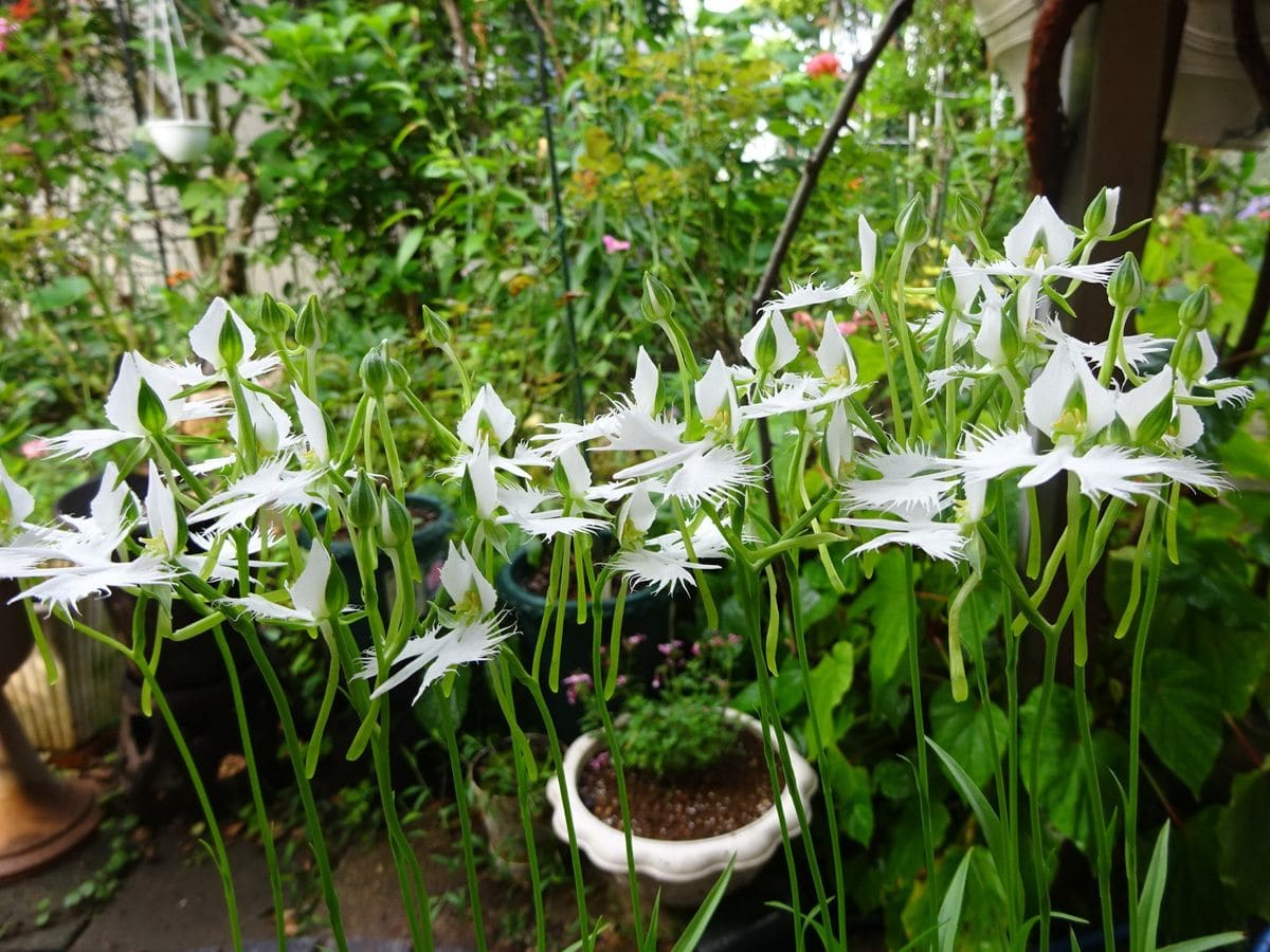 ついに初収穫、初花