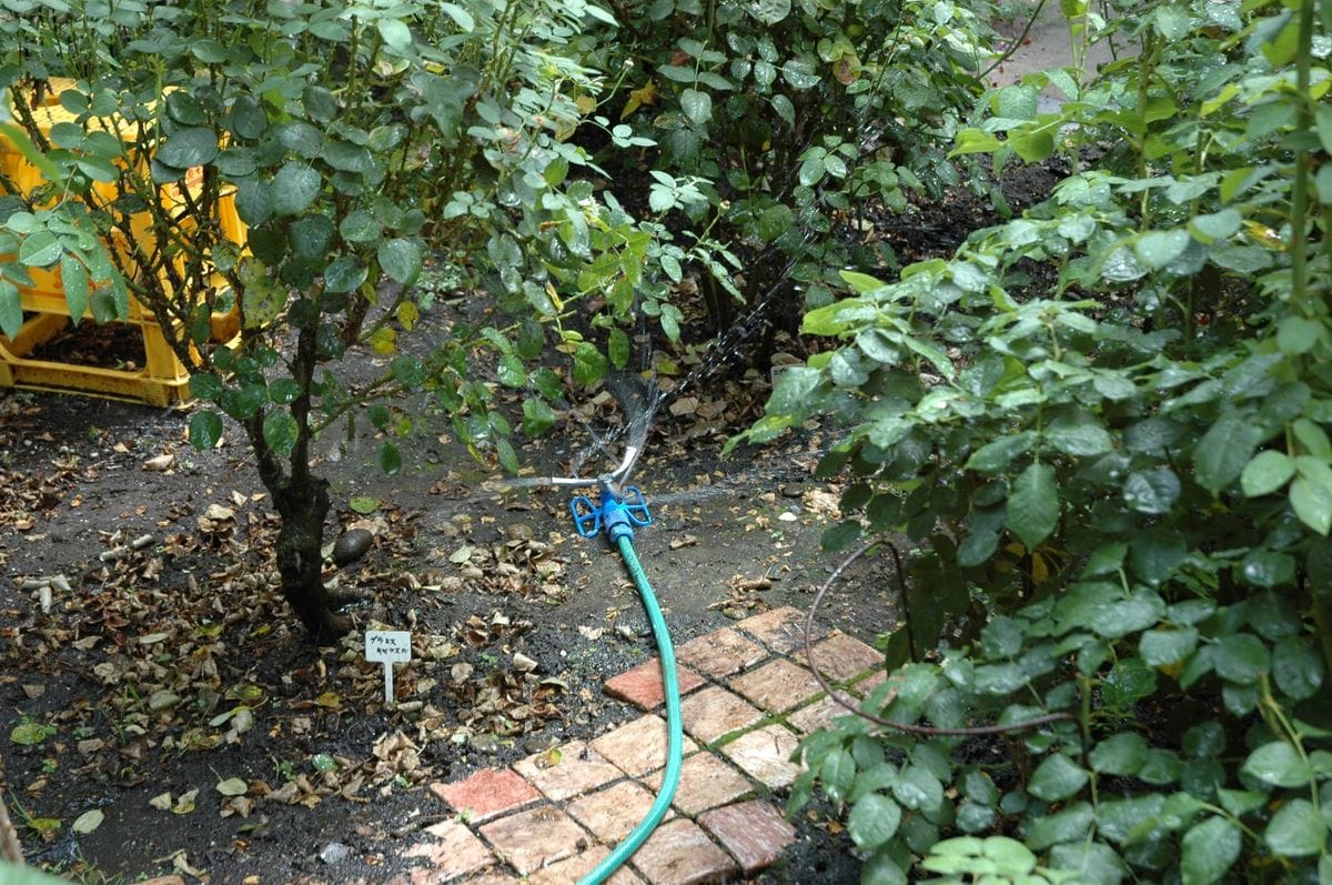 バラの庭に散水