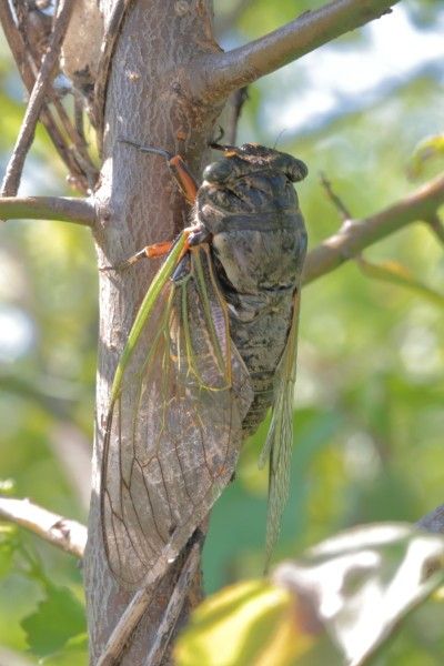 [閲覧注意]セミの画像あり