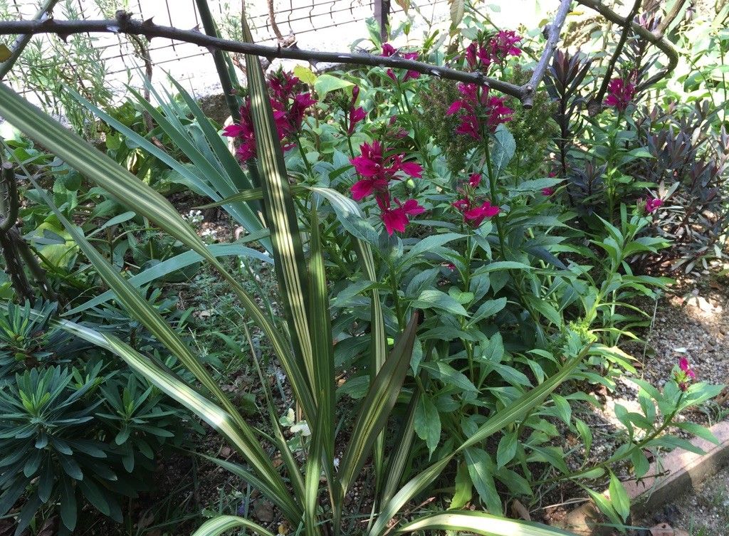 夏の宿根草と八重咲き朝顔